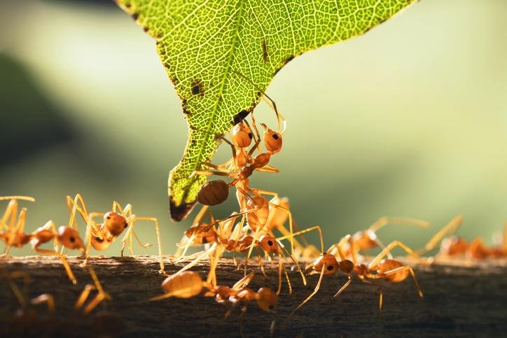 Guía práctica para identificar hormigas en casa o jardín
