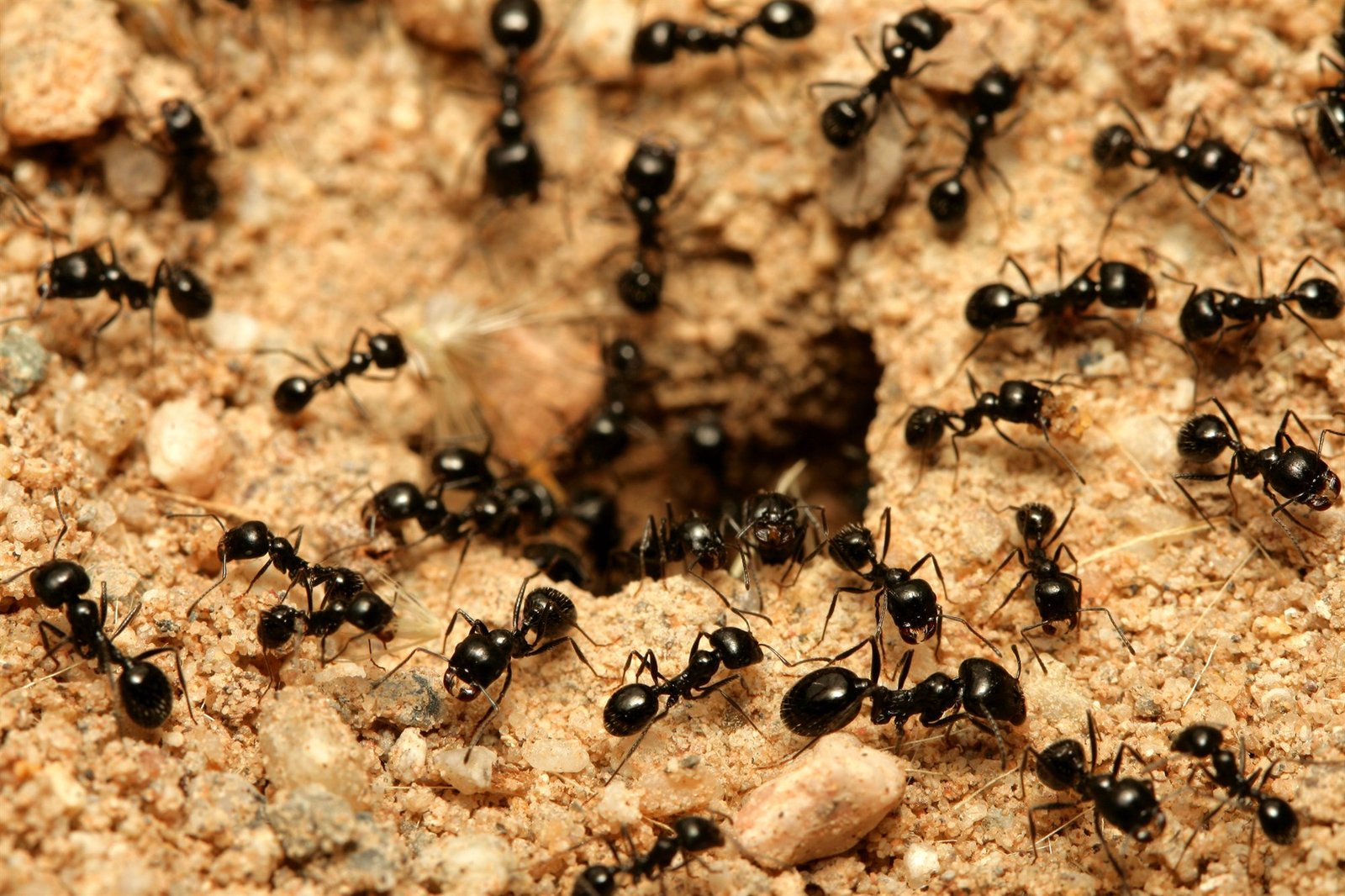 Descubre el increíble número total de hormigas en todas las colonias