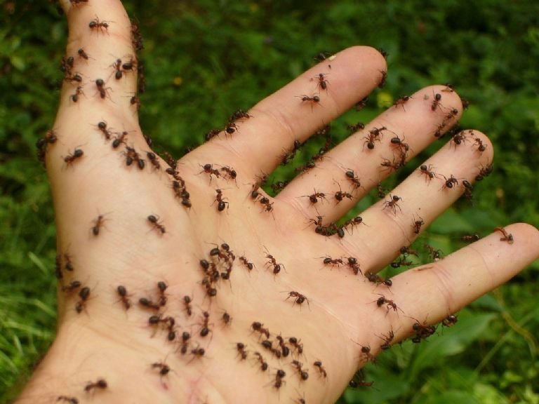 Origen y causas de las hormigas en el hogar: ¿de dónde vienen y por qué aparecen?