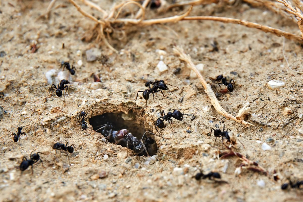 La oscuridad en la construcción de túneles por las hormigas