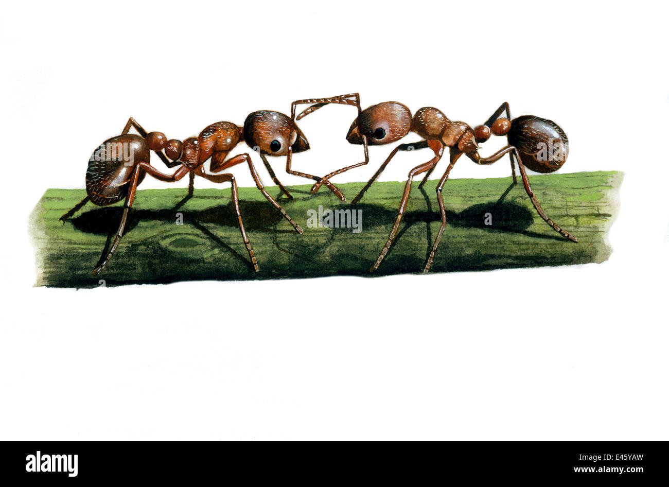 Reflexión sobre el sufrimiento de las hormigas bajo nuestros pies