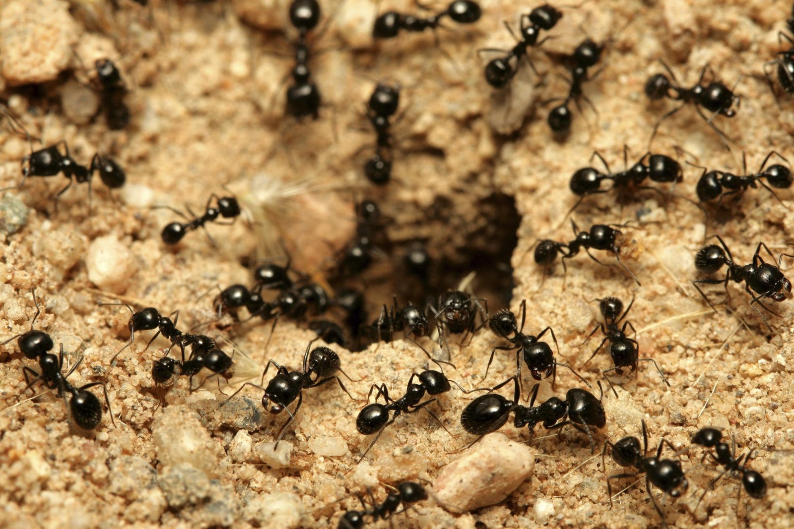 Beneficios sorprendentes del veneno de las hormigas: propiedades inesperadas