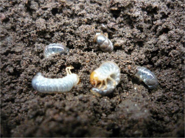 Identificación y control del insecto causante de hoyos en el suelo