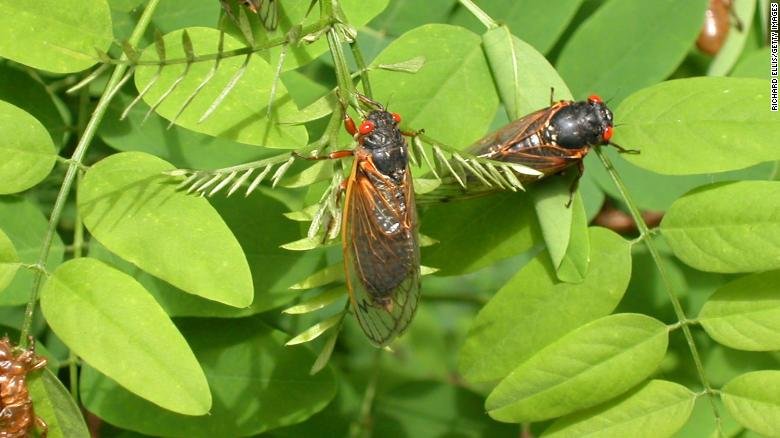 Descubriendo la entomofobia: el miedo a los insectos
