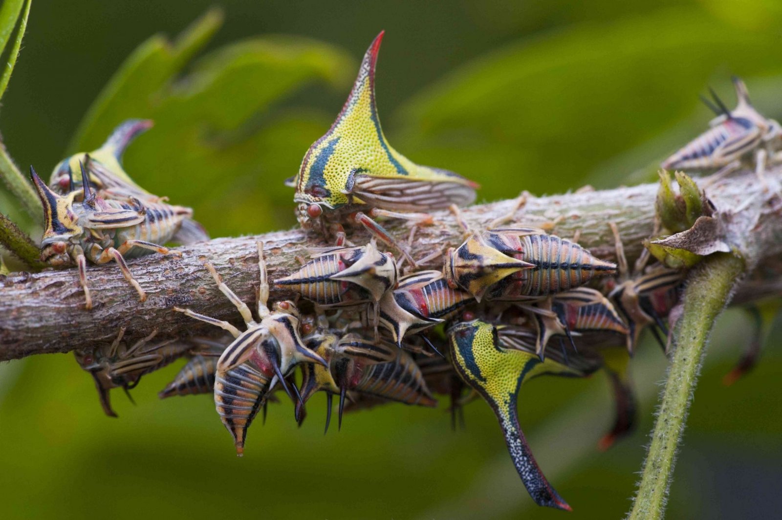 El impacto del color en el camuflaje y supervivencia de los insectos