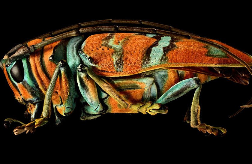 Consejos para distinguir escarabajo similar a chinche amarilla y negra