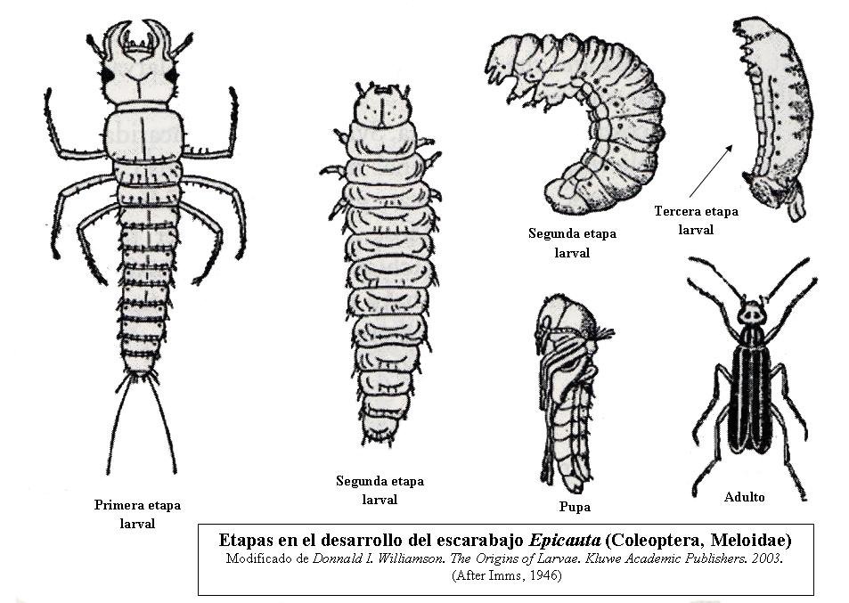 Insectos con metamorfosis incompleta: ¡Descubre cuáles son!