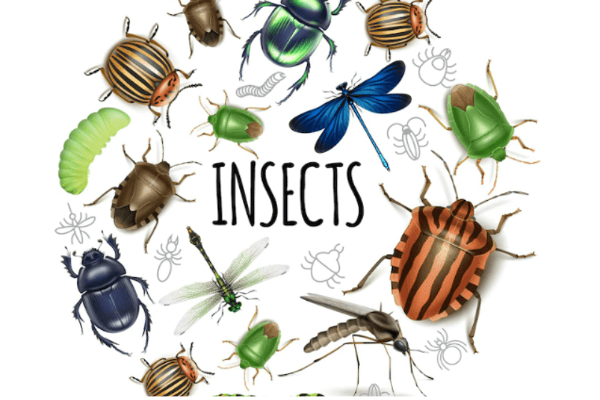 La clasificación de la clase Insecta: ¿Cuántos órdenes existen?