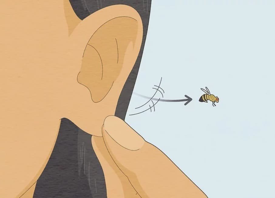 Insectos en el oído: causantes de molestias y cómo prevenirlos