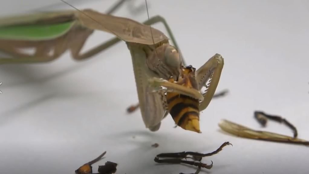 Insectos con paedogénesis: ¿Devoran a su madre para reproducirse?