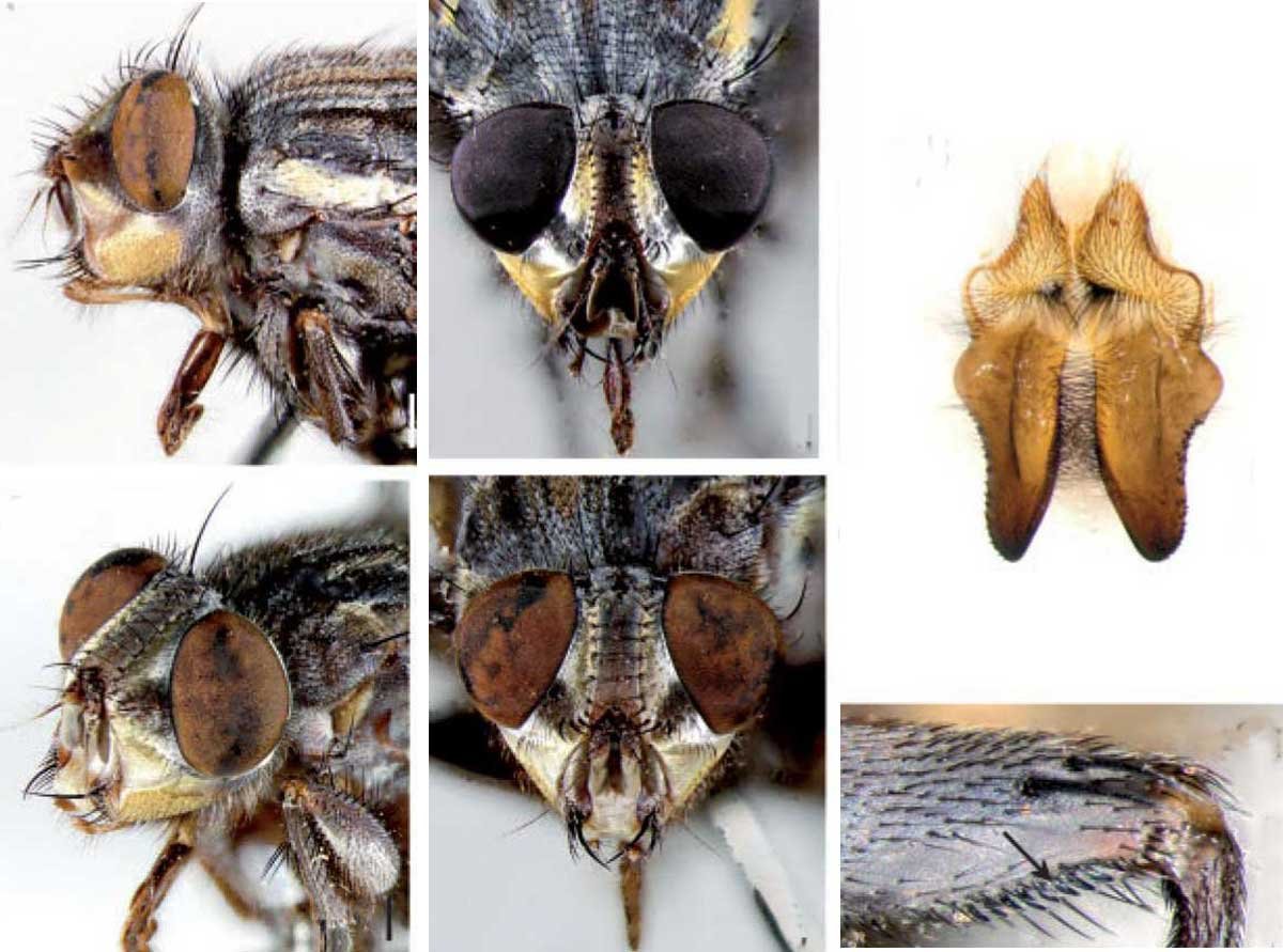 El papel de los insectos necrófagos en el ecosistema y su dieta