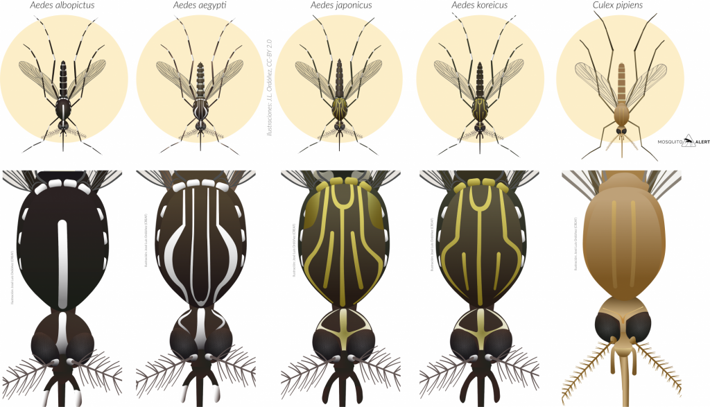 Los Coleópteros como transmisores de enfermedades: revisión de insectos portadores