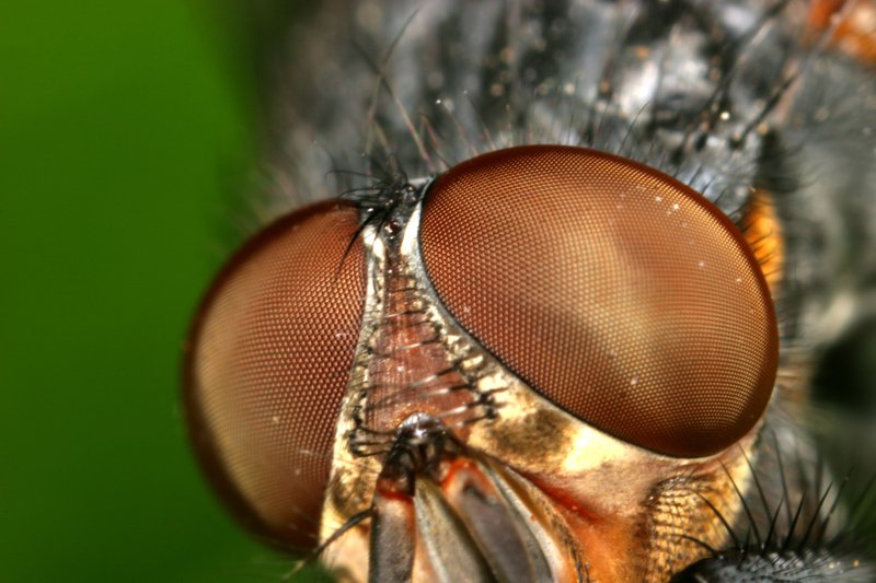 Respiración en insectos: descubre su increíble sistema respiratorio