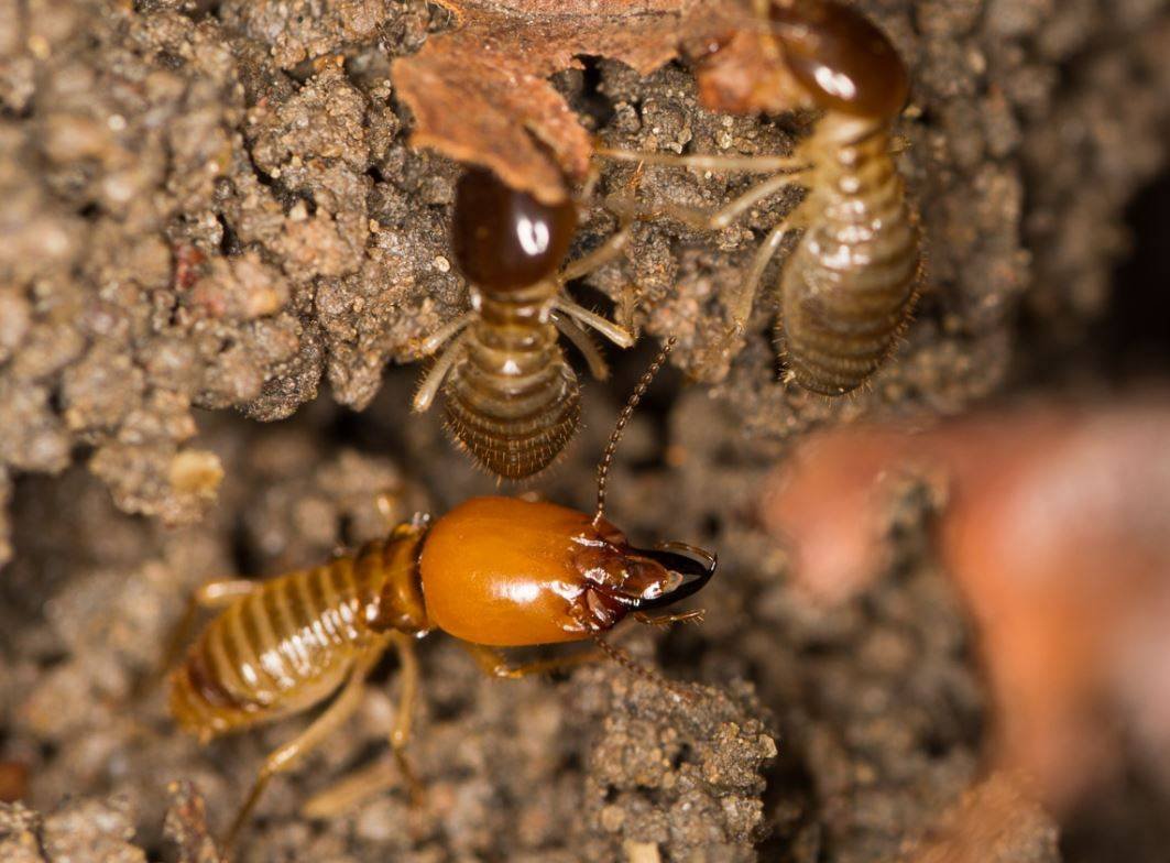 Diferencias entre termitas y otros insectos: características únicas de insectos sociales