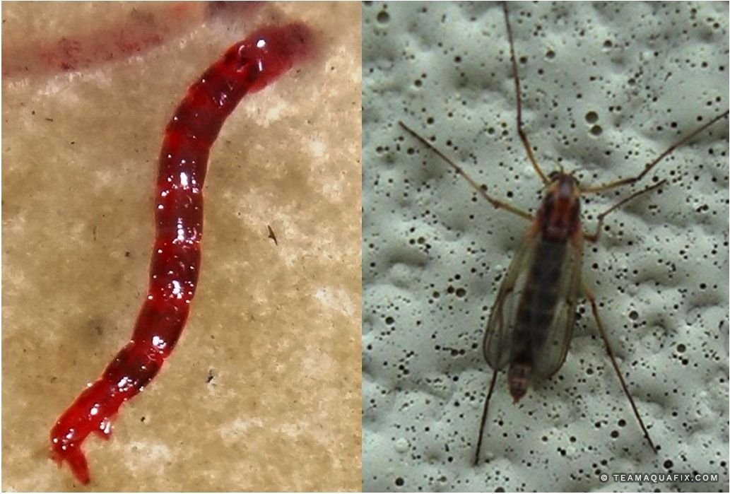 Encuentra larva de mosquito rojo para alimentar a tus peces