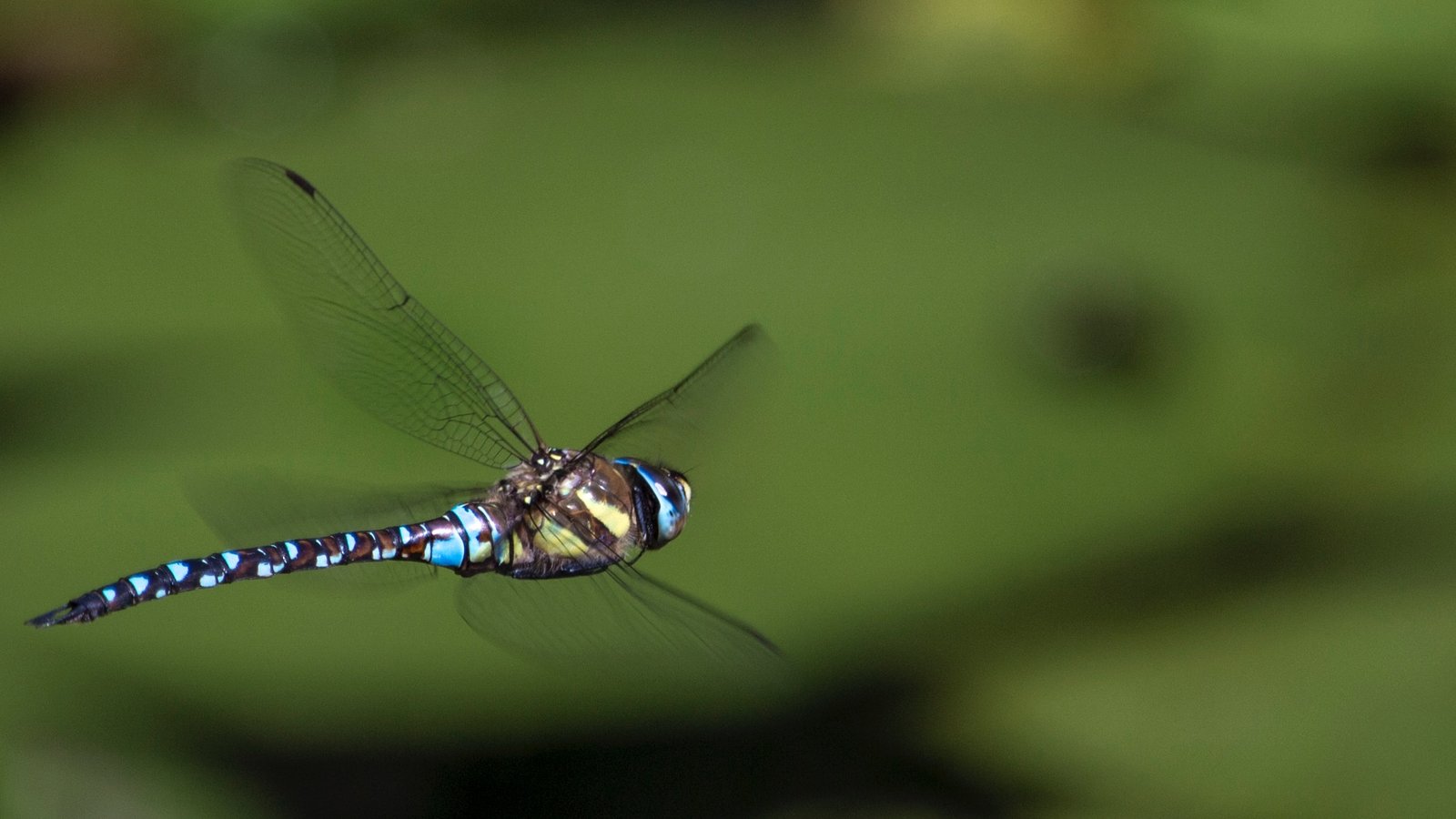 El mensaje oculto de las libélulas: sus vuelos y colores revelados