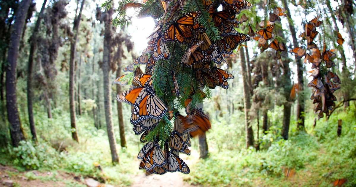 El enigma del bosque de la mariposa monarca: su destino anual