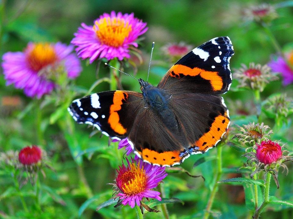 Mariposa monarca: belleza y conservación en municipios del santuario