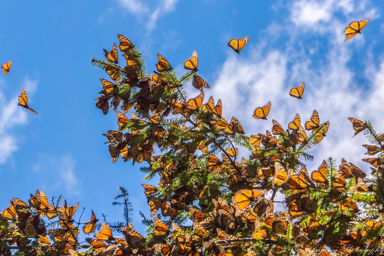 El hábitat de la mariposa monarca: un viaje entre México y EE. UU
