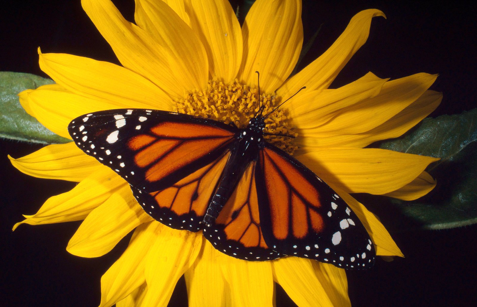 El papel de la mariposa monarca en la polinización de las flores