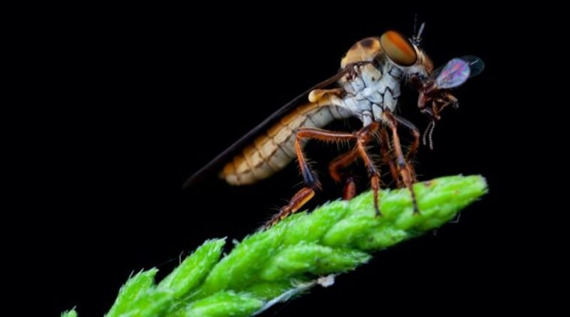 El fascinante vuelo de la mosca: secretos de su velocidad y agilidad