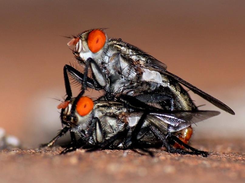 Frecuencia de reproducción en las moscas: ¿cada cuánto se reproducen?