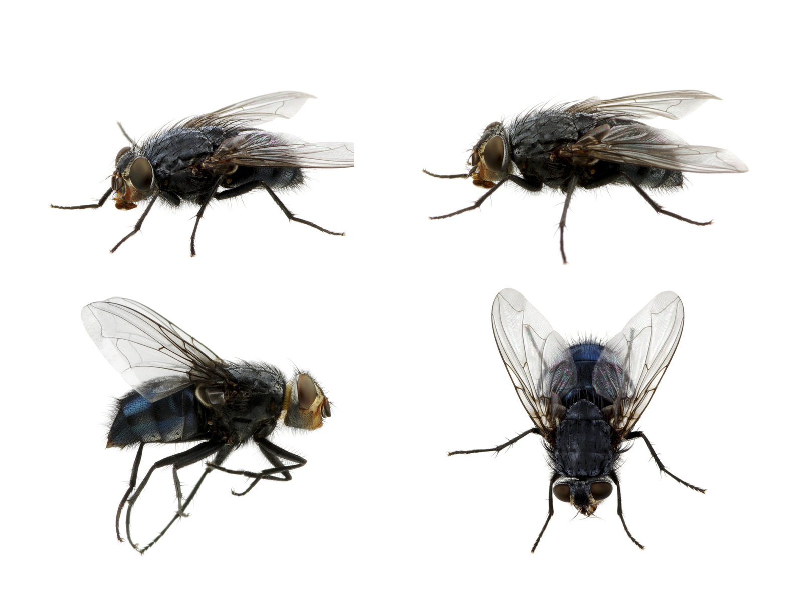Productos naturales y caseros para ahuyentar moscas de forma efectiva