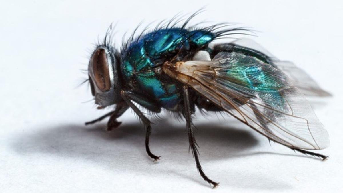 Consejos efectivos para prevenir la presencia de moscas en tu hogar