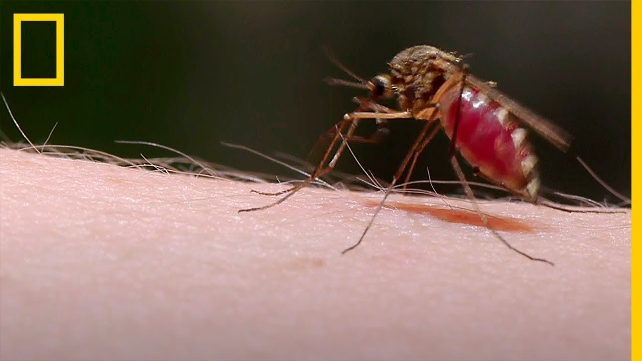 Efectos del mosquito en diabéticos: ¿Qué pasa cuando chupa sangre?