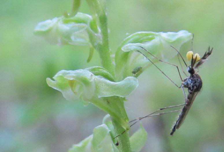 El mosquito: un diptero que se alimenta del néctar de las flores