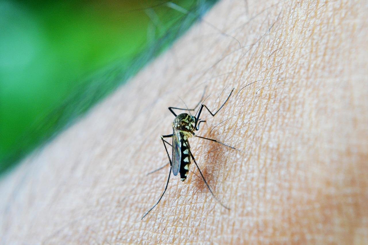 Construye un espanta mosquitos casero en casa: Pasos fáciles