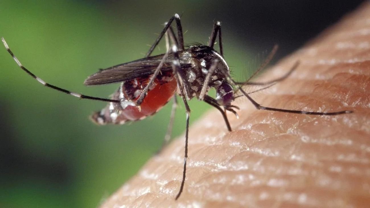 Prevención contra mosquitos en casa: dónde viven y consejos útiles