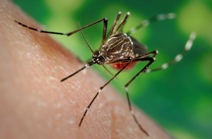 Aumento de mosquitos en Costa Rica: riesgo para la salud pública