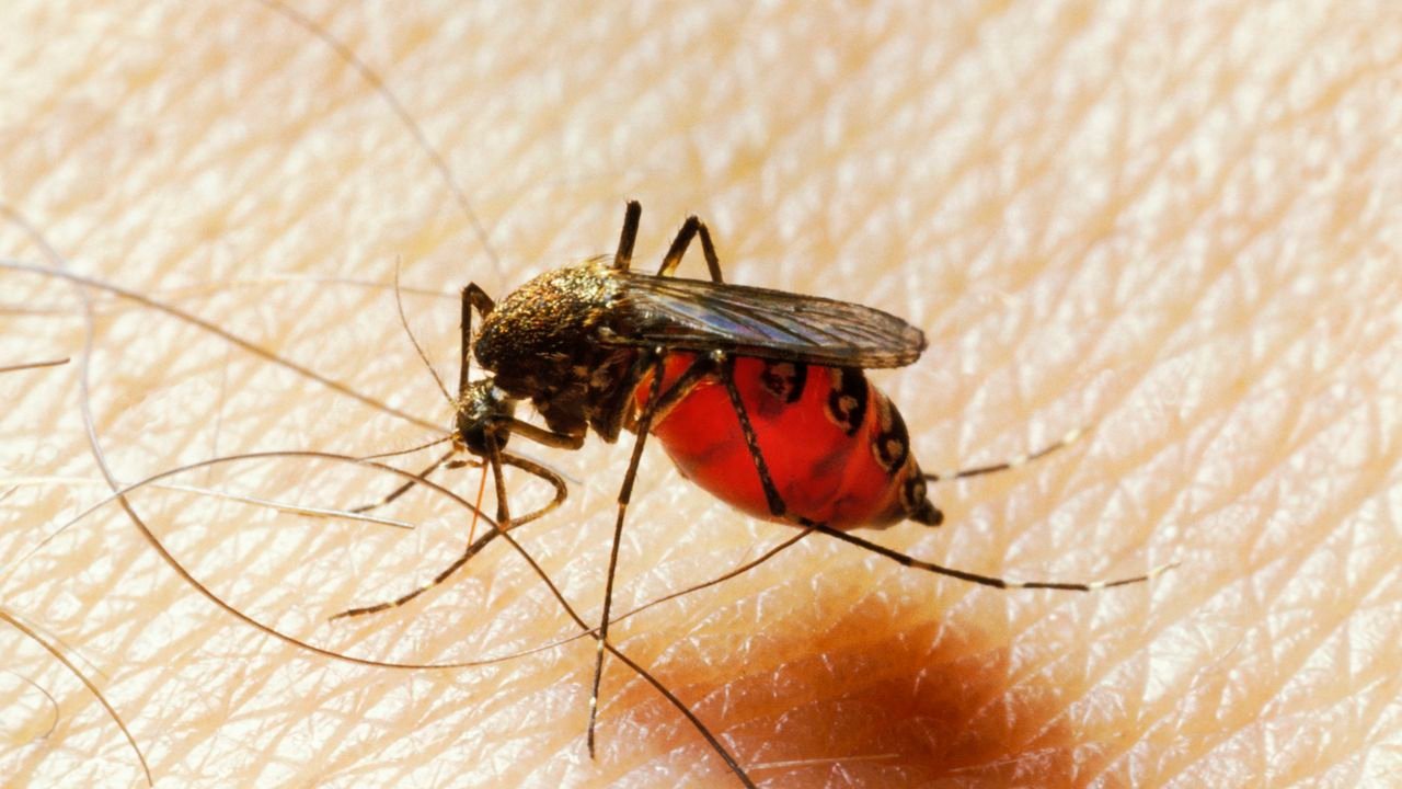 ¿Por qué los mosquitos eligen ciertos tipos de sangre?