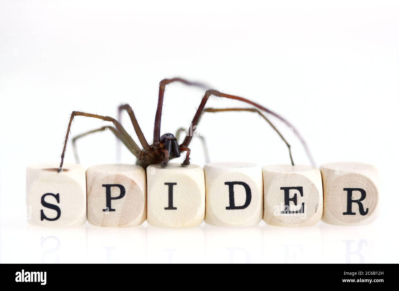 La riqueza lingüística de las palabras con «araña»