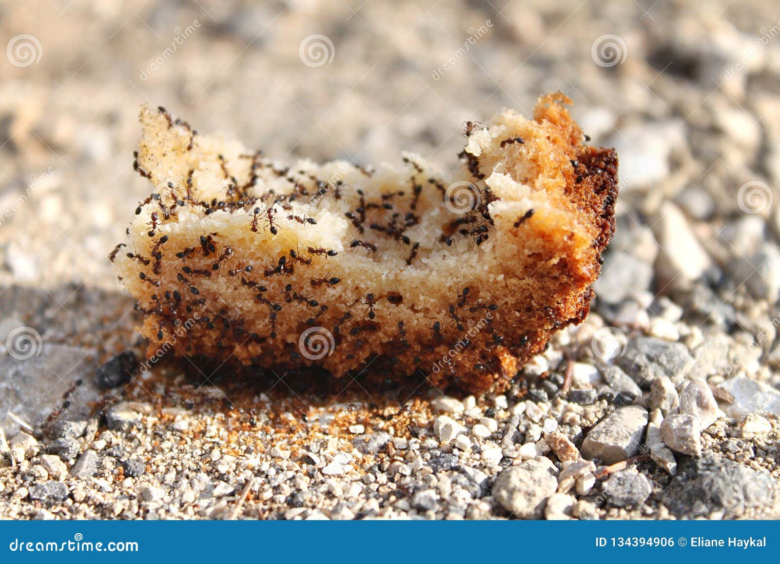 ¿Es peligroso comer pan con hormigas? Descubre la respuesta sobre seguridad alimentaria