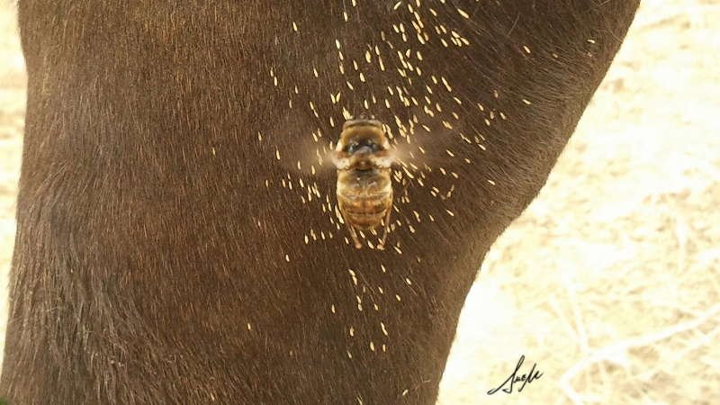 Parásito y larvas estomacales en caballos: identificación y prevención