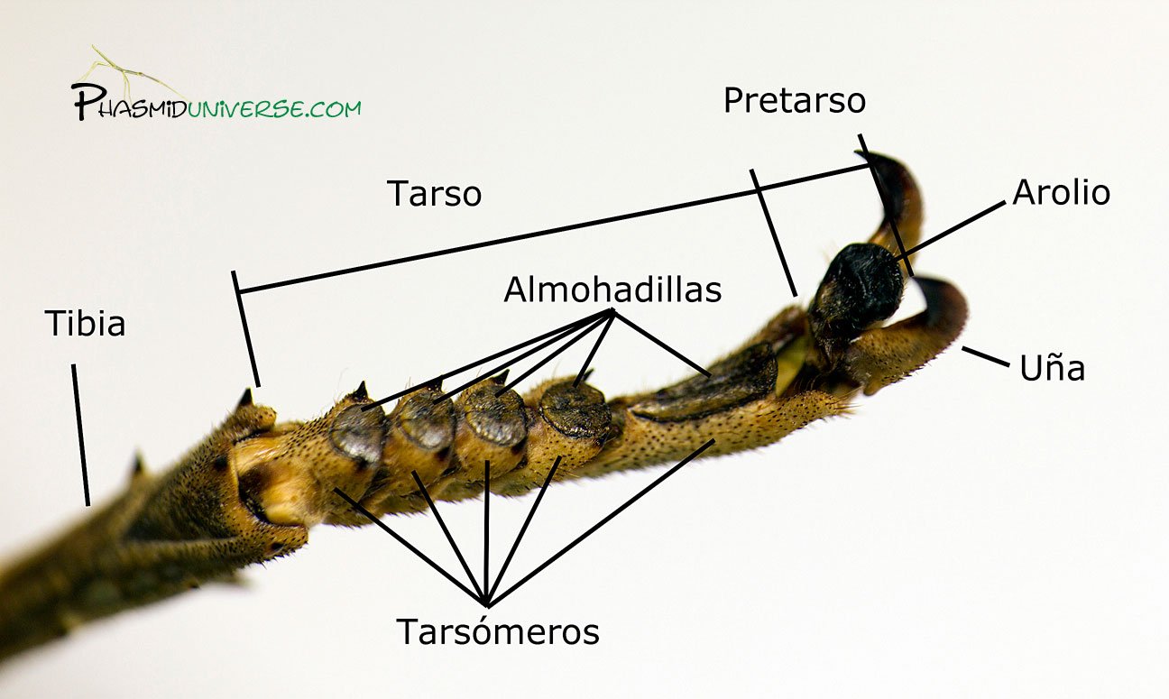 Las patas del insecto palo: una adaptación perfecta a su entorno