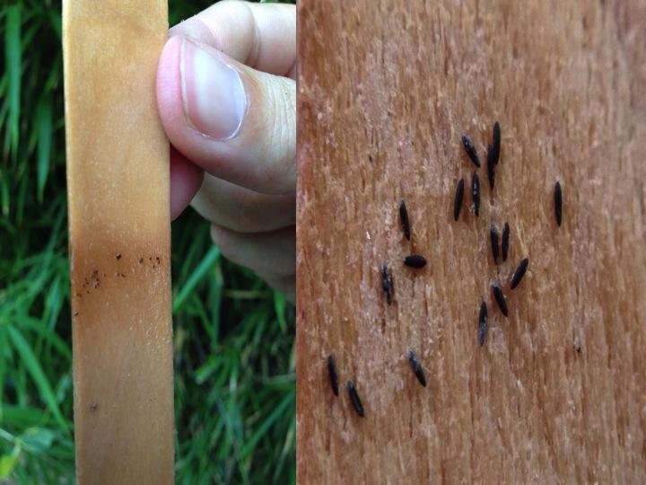 Los lugares favoritos de los mosquitos para poner huevos: ¡descubre dónde están!