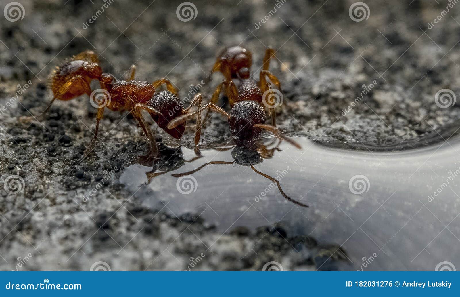 La increíble amistad entre una rana guerrera y hormigas