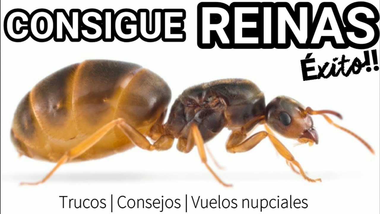 Consejos efectivos para descubrir reinas de hormigas en verano
