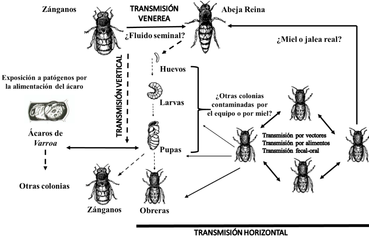 Métodos de reproducción en abejas: ¿Sexual o asexual? Descúbrelo aquí