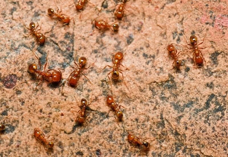 Beneficios y preparación del té de hormiga: planta medicinal