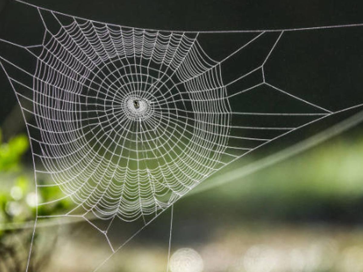 Elimina telarañas de arañas en casa: trucos y consejos efectivos