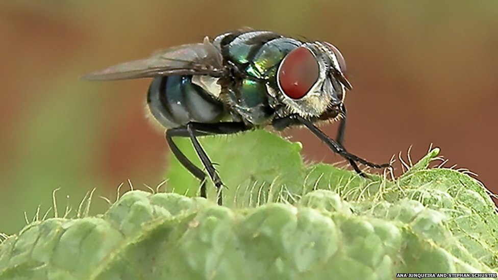 Beneficios desconocidos de las moscas en nuestra vida diaria