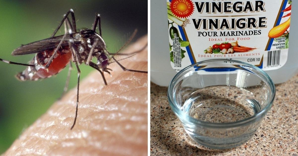 Utiliza vinagre como repelente de insectos en tu hogar: aprende cómo